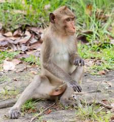 Monkey outdoors in a tropical park