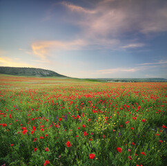 Spring poppy flowers in meadow