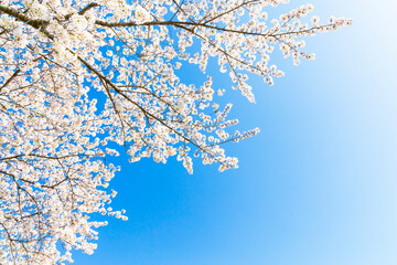 The cherry blossoms in full bloom against the blue sky