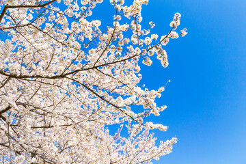 The cherry blossoms in full bloom against the blue sky