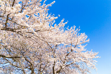 The cherry blossoms in full bloom against the blue sky