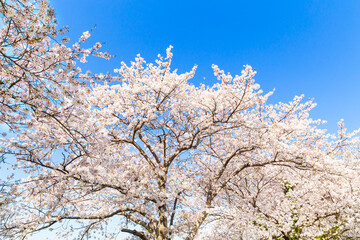 The cherry blossoms in full bloom against the blue sky
