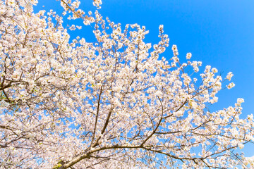 The cherry blossoms in full bloom against the blue sky