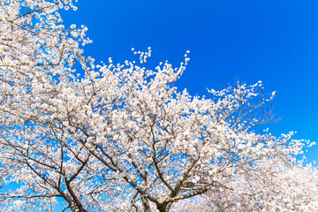 The cherry blossoms in full bloom against the blue sky