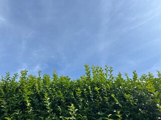 In the two-part photograph, the blue sky can be seen at the top and a green hedge at the bottom
