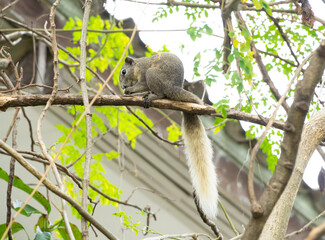 A gray squirrel is eating food on a branch.