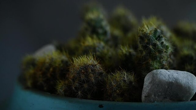 Close up view of many thimble cactuses in ceramic pot