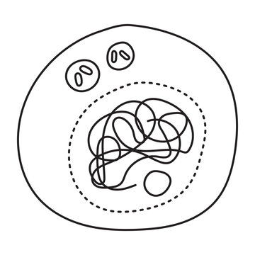 recommend clip art: interphase stage