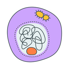 interphase illustration