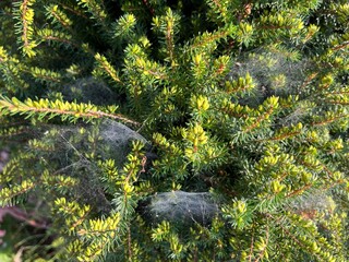 Spider webs in a green bush