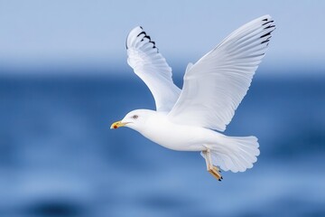 A graceful white bird gliding over the blue ocean, capturing the essence of freedom and tranquility in nature.