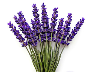Fototapeta premium lavender flowers on a white background.