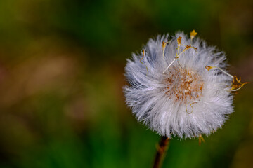 Nahaufnahme einer abgeblühten Löwenzahn-Blüte