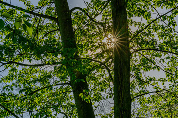 Die Sonne scheint im Wald zwischen den Bäumen hindurch