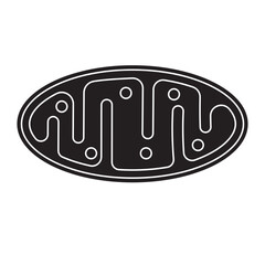 mitochondria anatomy