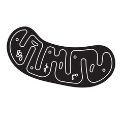 mitochondria anatomy