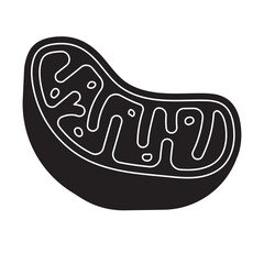mitochondria anatomy