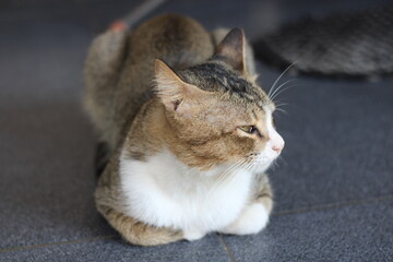 Close-up of a tabby and white cat with green eyes, looking to the side.