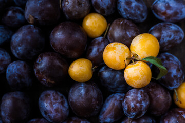 yellow and blue plums, fruits, summer fruits, autumn fruits