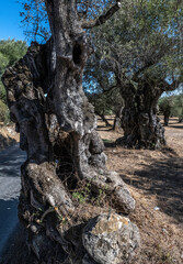 Griechenland Zakynthos Olivenbäume