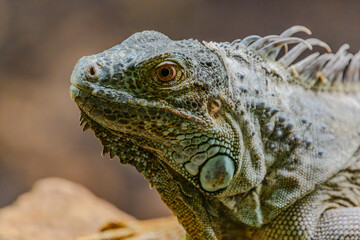 Portrait eines grünen Leguan im Tierpark