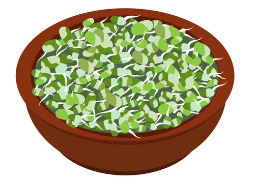 Sprouts, Mung matki, Moong matki illustration, healthy sprouts, healthy Sprouts, Mung matki, Moong matki illustration, healthy sprouted bean