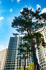 여름의 아파트 경관