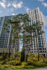 여름의 아파트 경관