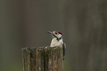 A Great Spotted Woodpecker, Dendrocopos major, feeding on seeds in a tree trunk in the Abernethy Caledonian forest.