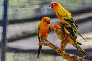 Drei Prachtloris sitzen auf Ästen