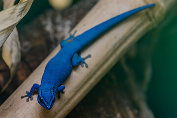 Nahaufnahme eines blauen Gecko im Tiergarten