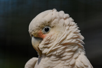 Nahaufnahme eines Kakadu im Tiergarten