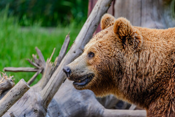 Obraz premium Nahaufnahme eines Braunbären im Tiergarten