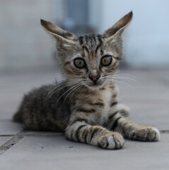 Griechenland Zakynthos Straßenkatzen