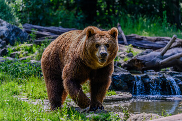Portrait eines Braunbären im Tiergarten