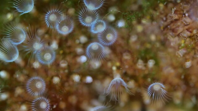 Colony of Bryozoa Flustrellidra hispida under a microscope, family Flustrellidridae. They feed on suspended particles in the water. White Sea.