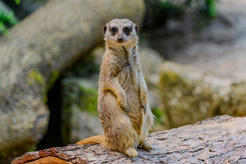 Ein Erdmännchen auf Beobachtung im Tiergarten