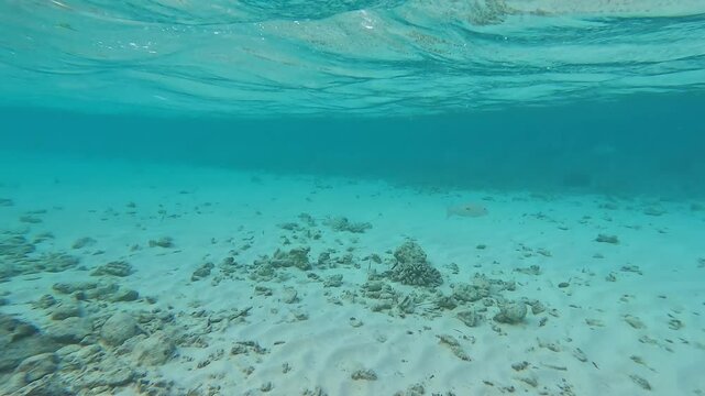 Diving at the Maldives seabed reveals a sandy floor with rocks and coral. In the background, a Blackspot emperor (Lethrinus harak) and other fish swim by.