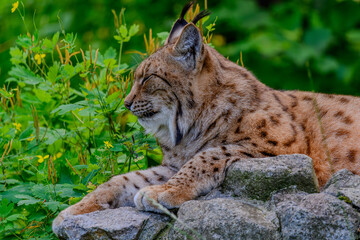 Ein männlicher Luchs im Tiergarten