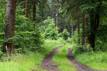 Waldweg im Thüringer Wald, Thüringen, Deutschland