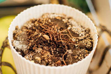A dried flower in a white pot. A houseplant.