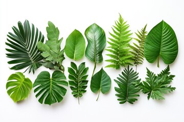 A collection of diverse green leaves arranged horizontally on a white background