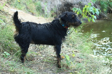one wet curly black with drooping ears  fluffy with a gray collar small domestic  dog stands on the...