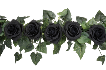 A garland of black roses and green leaves on a white transparent background.