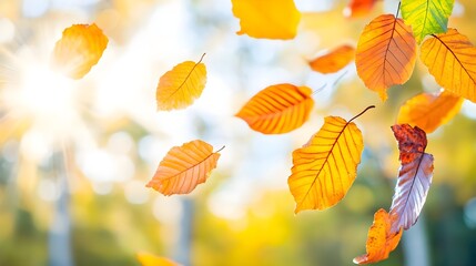 Falling Autumn Leaves Sunlit Background