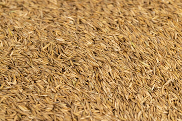 mixed seeds of perennial and annual grass for lawn