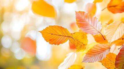 Obraz premium Golden Autumn Leaves Bokeh Background
