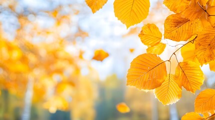 Fototapeta premium Golden Autumn Leaves Closeup with Blurred Background