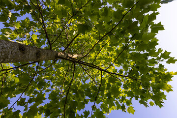 the green foliage of a tulip tree in sunny weather