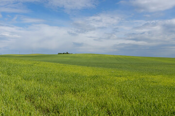 Fototapeta premium beautiful green wheat sprouts in sunny weather